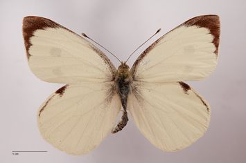 Vorschaubild Pieris brassicae ab. nigromarginata Meinhard